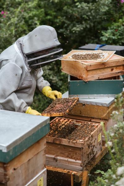 Image for event: What&rsquo;s the Buzz? Backyard Beekeeping for Fun and Profit