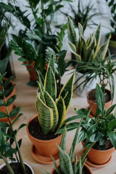 Image for event: Houseplants 101